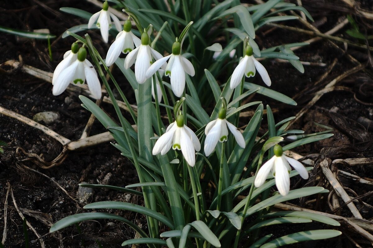 Подснежники - Рита Симонова