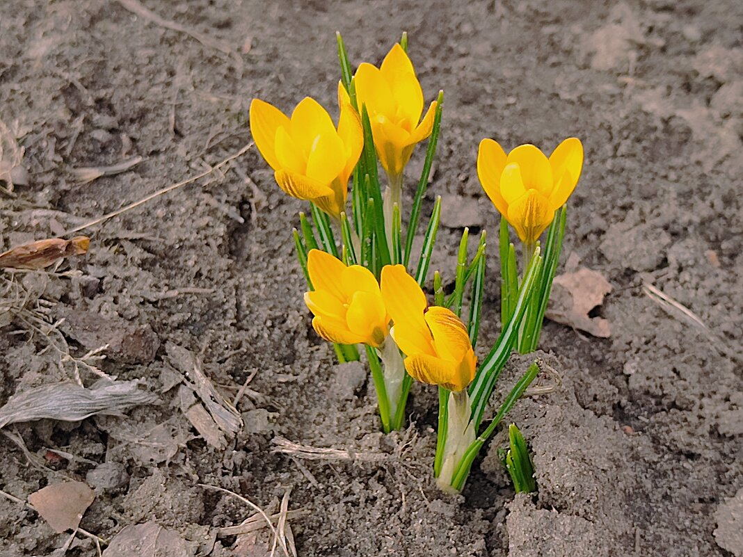 ,,, - Сергей Тимоновский