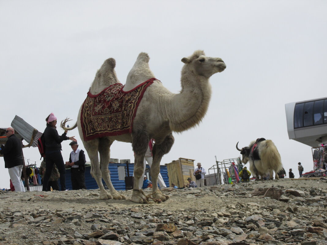 Д - Андрей Л. В.