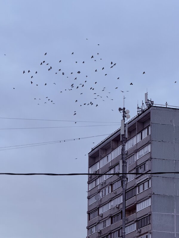 Грачи прилетели - Iren Brilliance