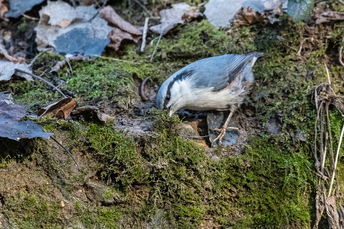 поползень.. - Павел Катков поползень.. - Павел Катков