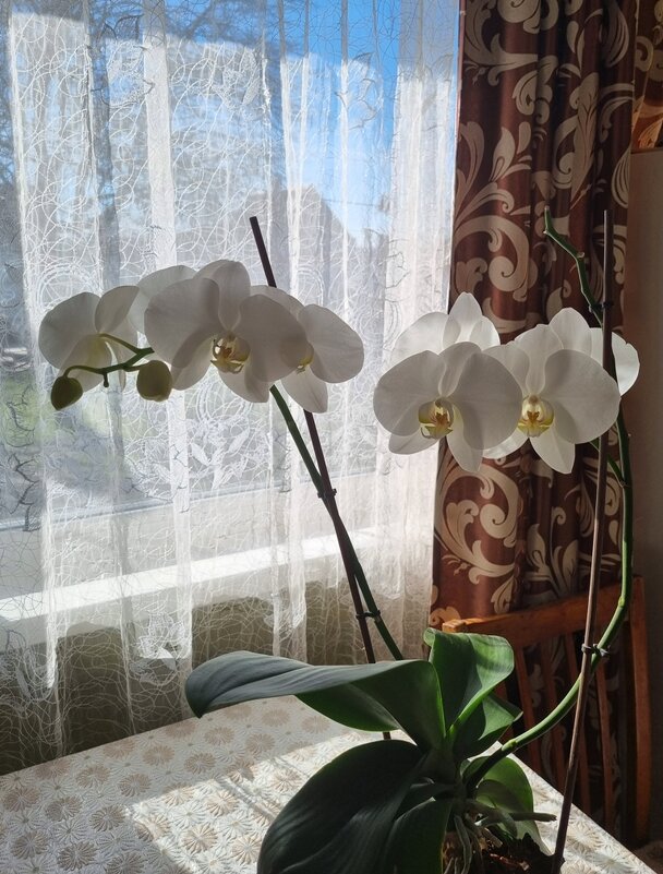 Прекрасное мартовское - Наталья 