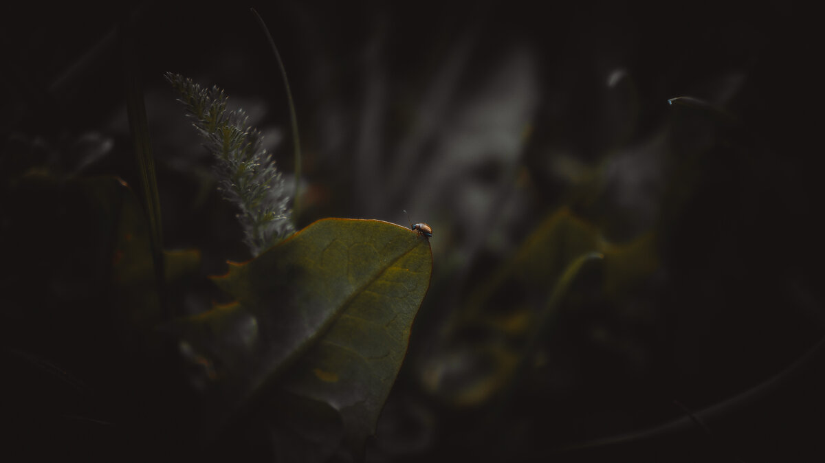 Жучок - Варвара Высоцкая Жучок - Варвара Высоцкая