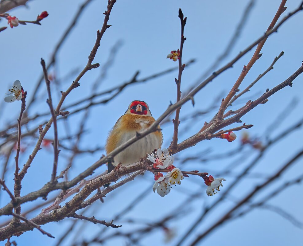 Где весна..... - Александр Посошенко