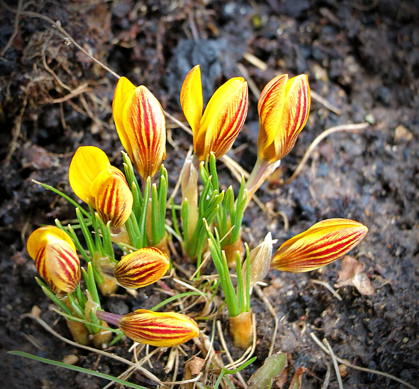 Первые крокусы (крокус золотистый) - Светлана 