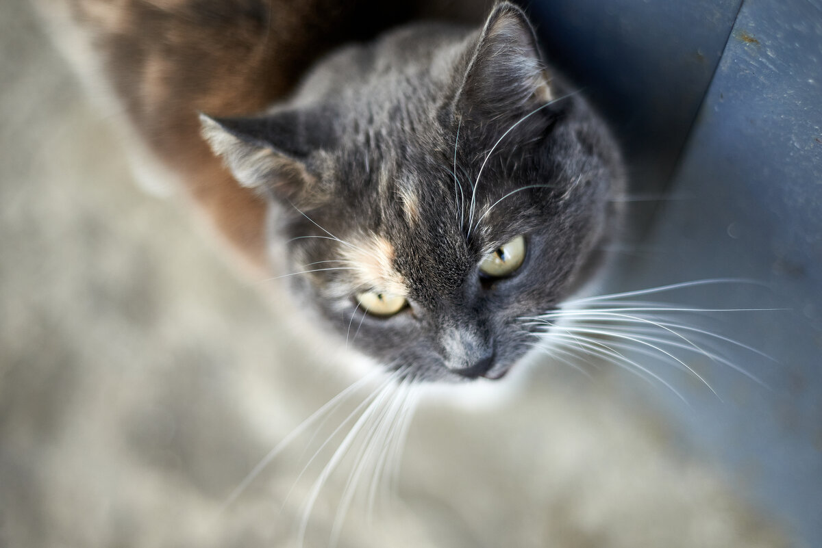 Кошечка Нюшка - Александр Леонов