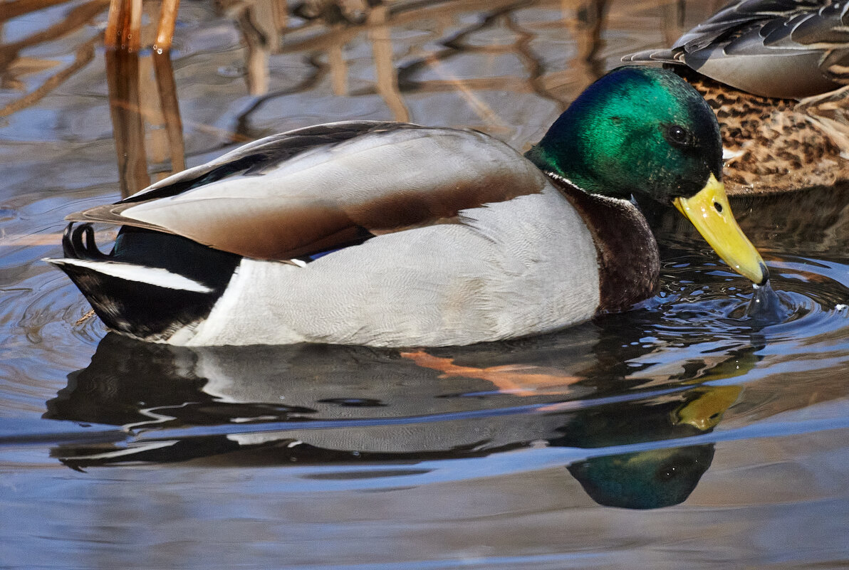 селезень в парке - Александр Леонов селезень в парке - Александр Леонов