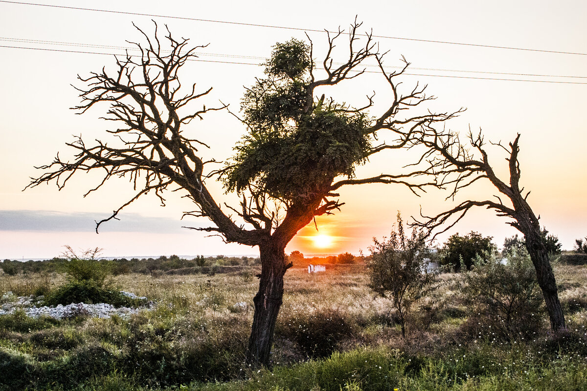 Плешивое деревце & закатъ - Коля Лукашов Плешивое деревце & закатъ - Коля Лукашов