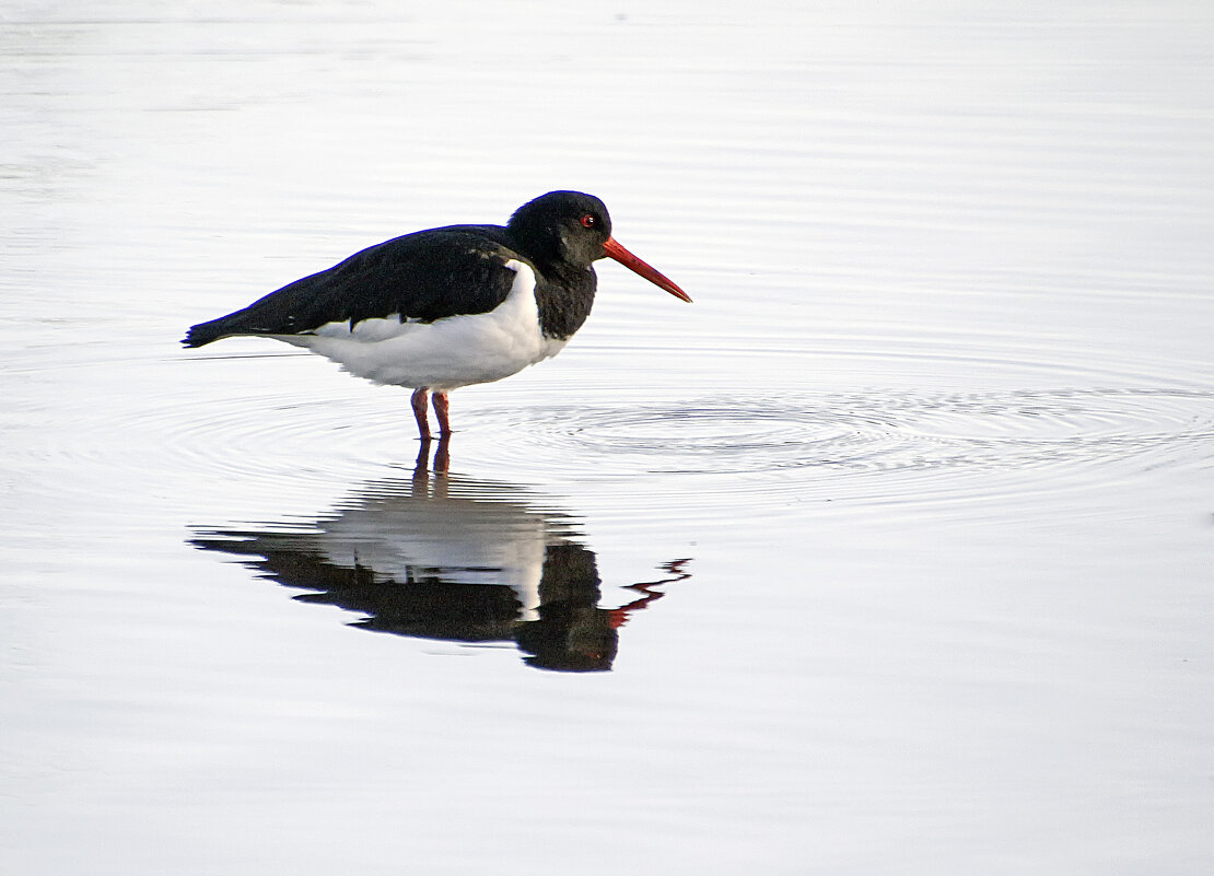 Кулик - сорока - Андроник Александр 