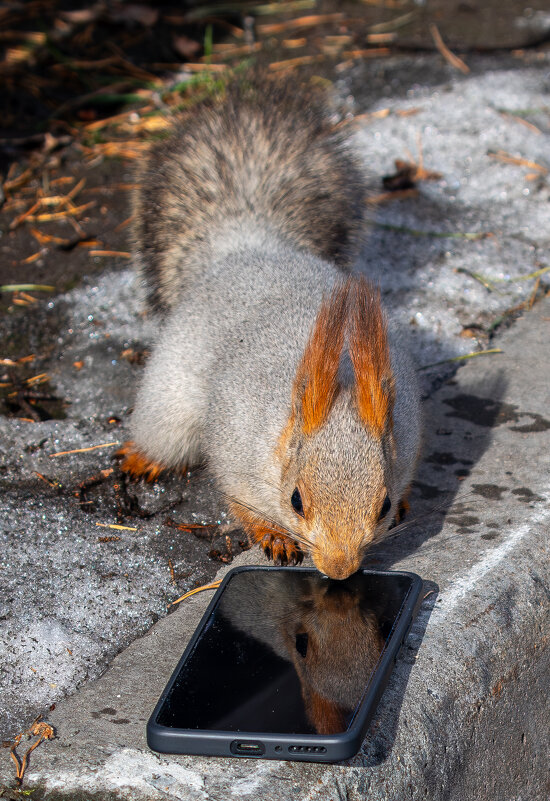 Белка - Михаил Измайлов