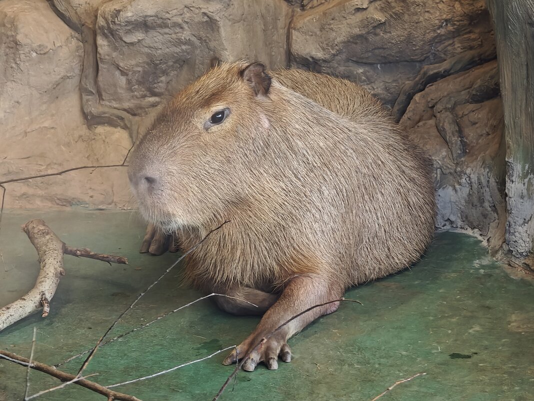 Капибара из Московского зоопарка - <<< Наташа >>> Капибара из Московского зоопарка - <<< Наташа >>>