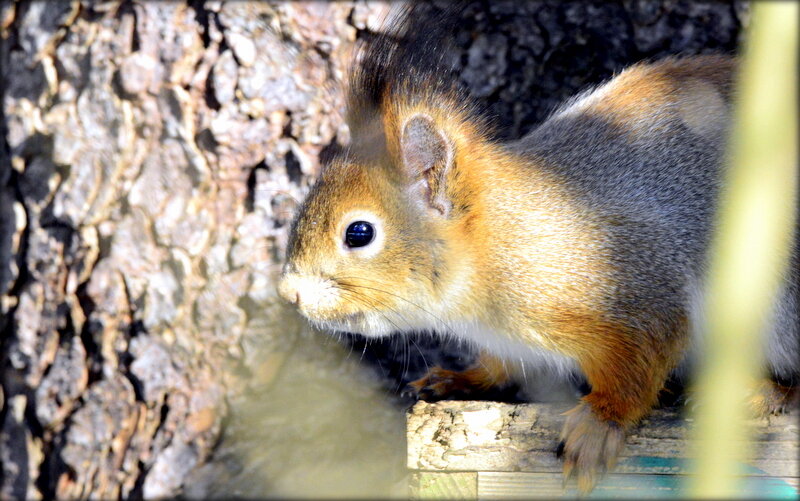 Весенняя белка  на кормушке - 4 - Сергей 