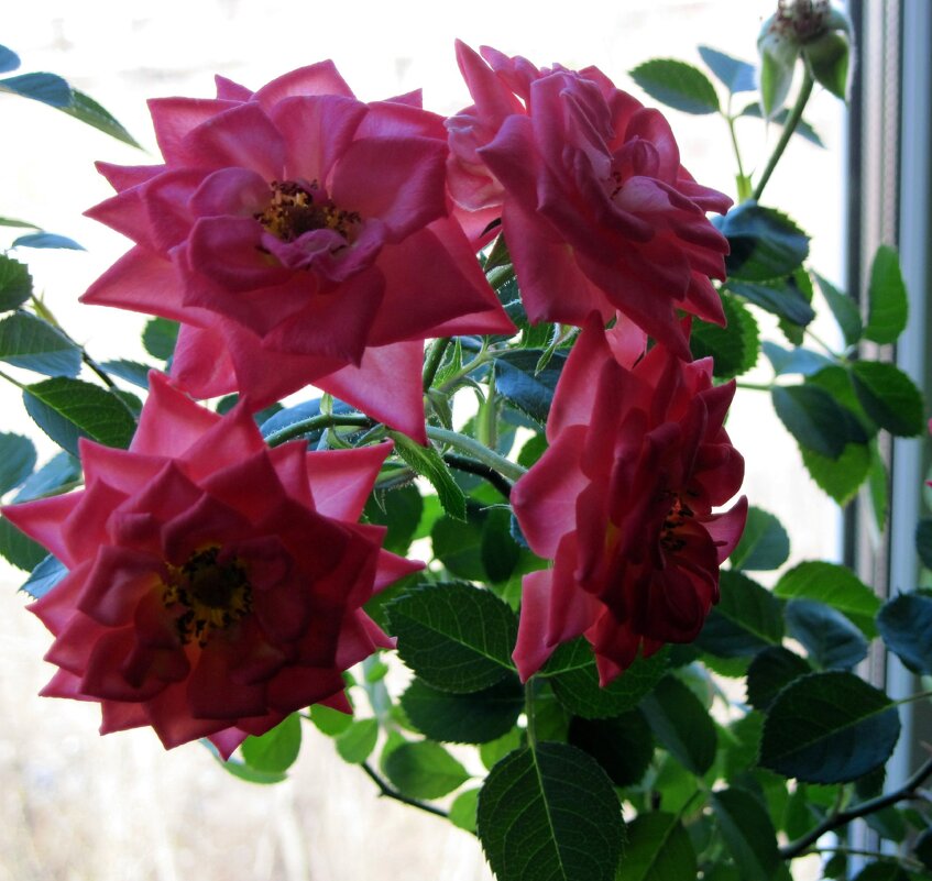 Садовые розы. - Ирина ***