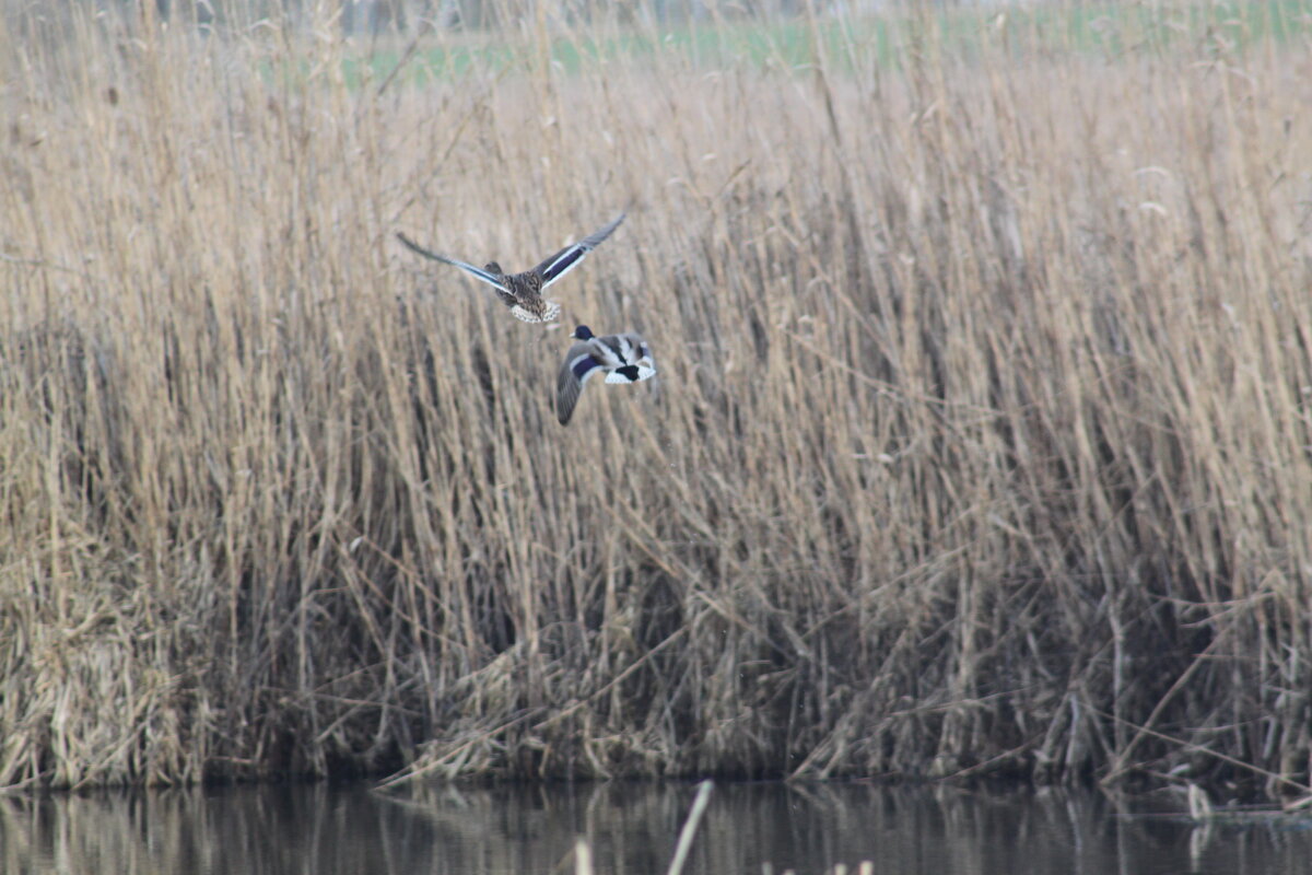 . - Сергей Асташонок