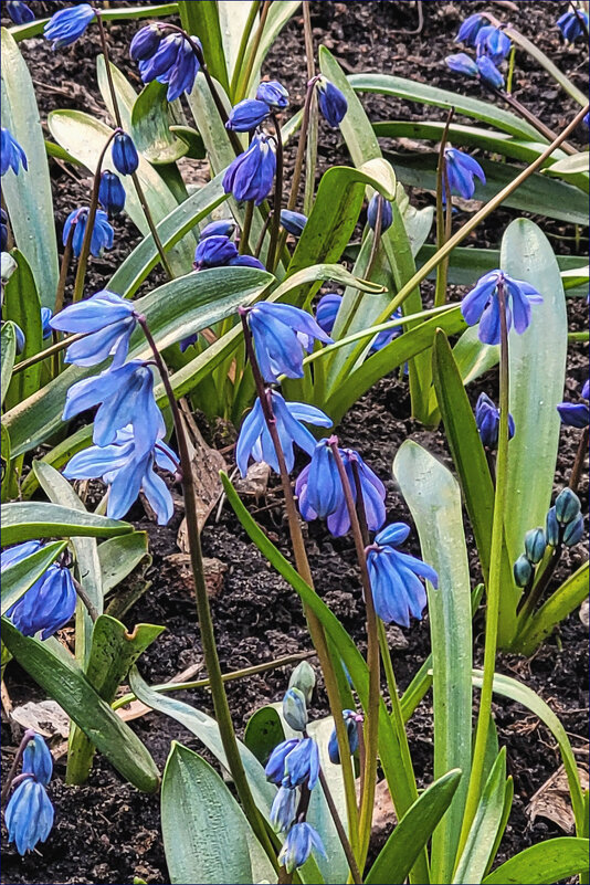 Пролески - Татьяна Машошина Пролески - Татьяна Машошина