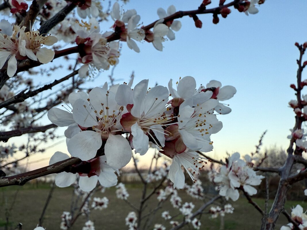 Абрикос цветет - Валентина . Абрикос цветет - Валентина .