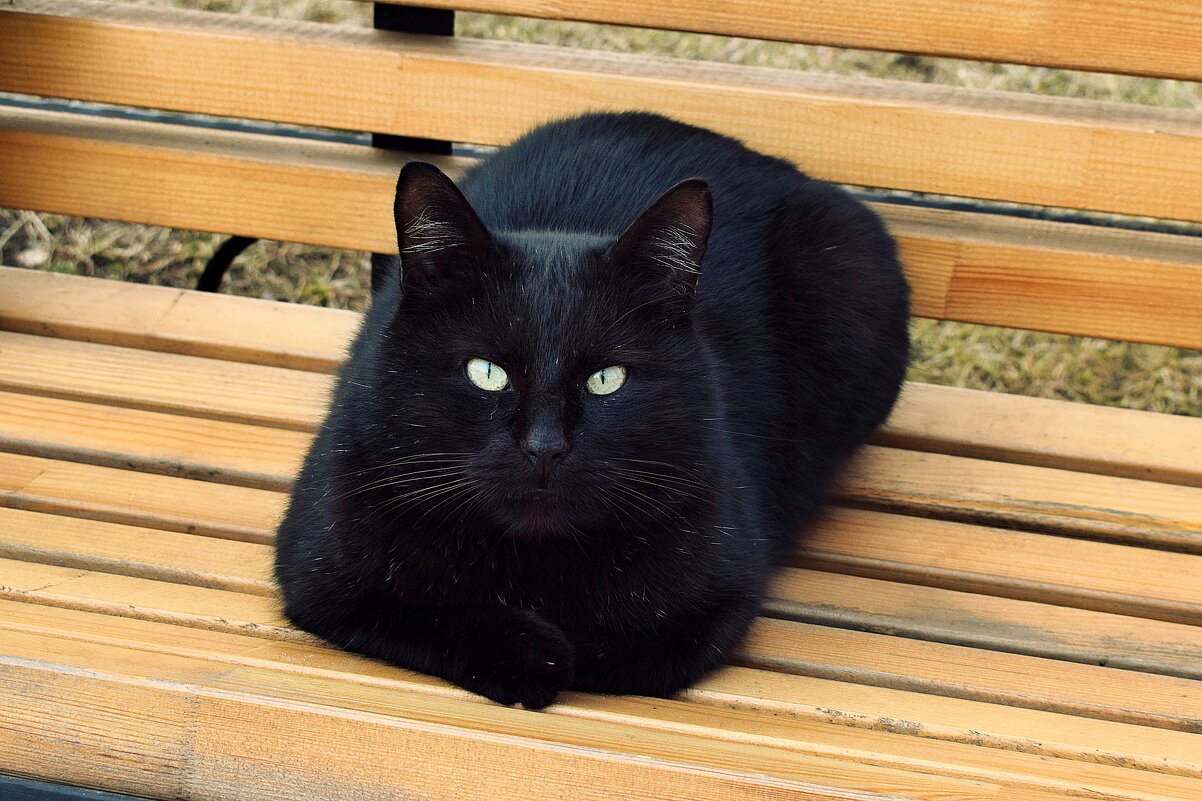 - Не кискискай, снимай-! - Татьяна Помогалова - Не кискискай, снимай-! - Татьяна Помогалова