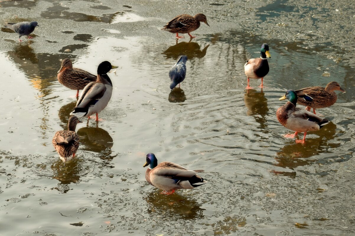 - А парни важности полны, придирчивы ужасно - - Татьяна Помогалова