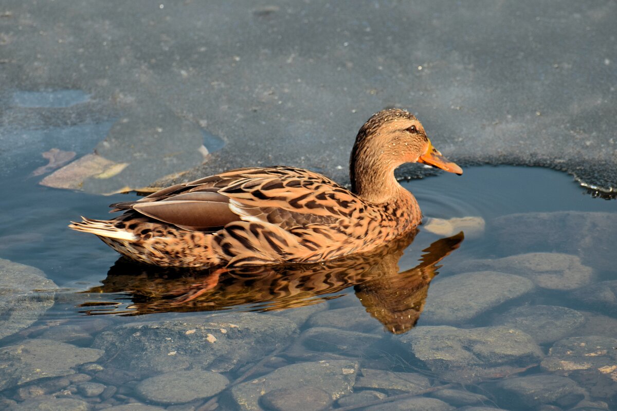 Не разогнаться, лёд. - Татьяна Помогалова Не разогнаться, лёд. - Татьяна Помогалова