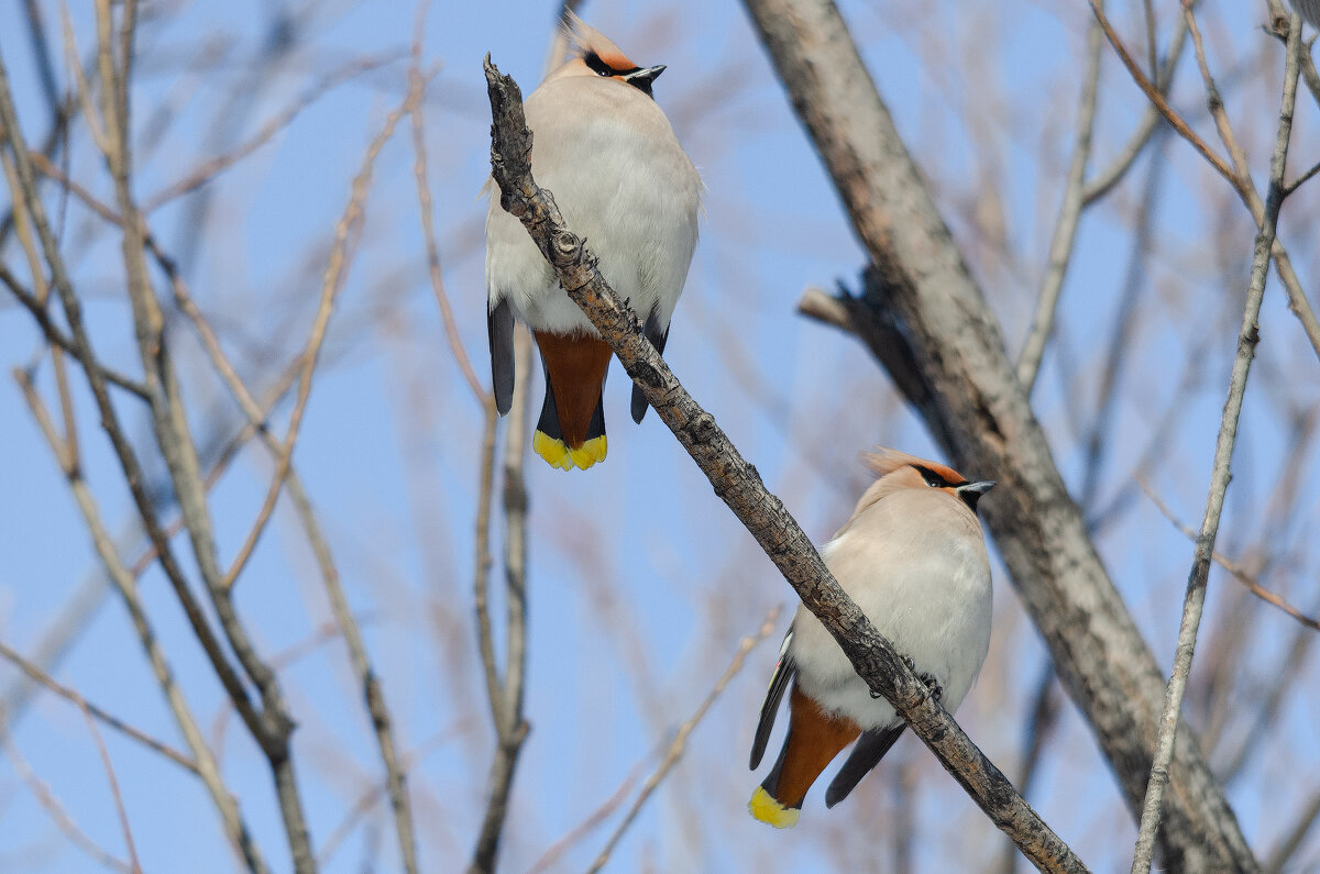 Посиделки. - Виктор Иванович Чернюк