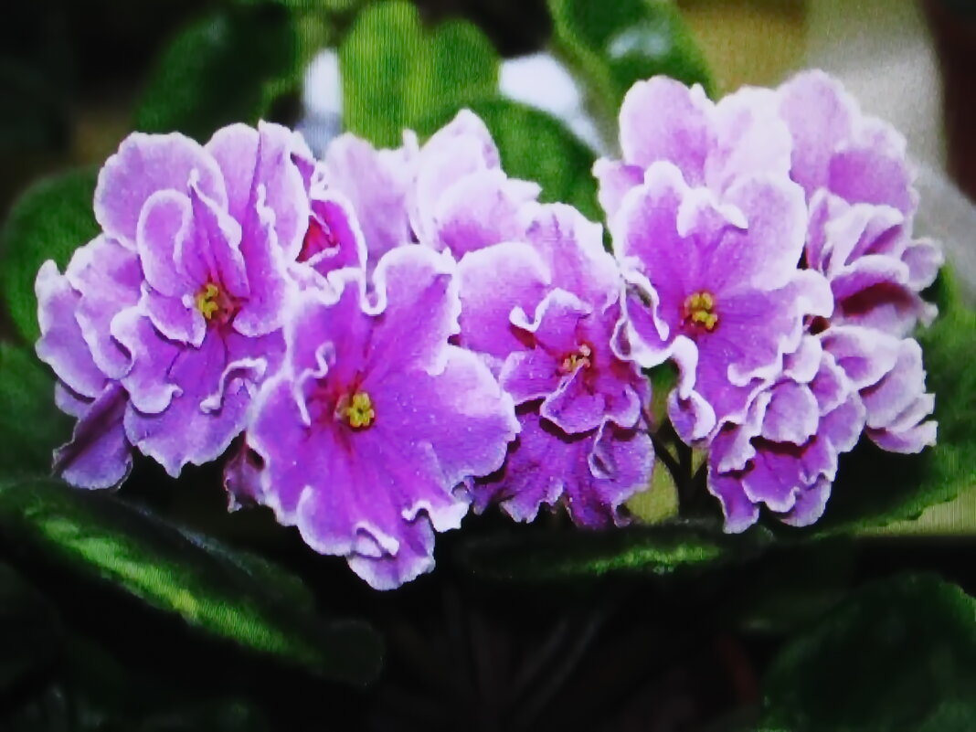 Фиалка - Людмила Смородинская Фиалка - Людмила Смородинская