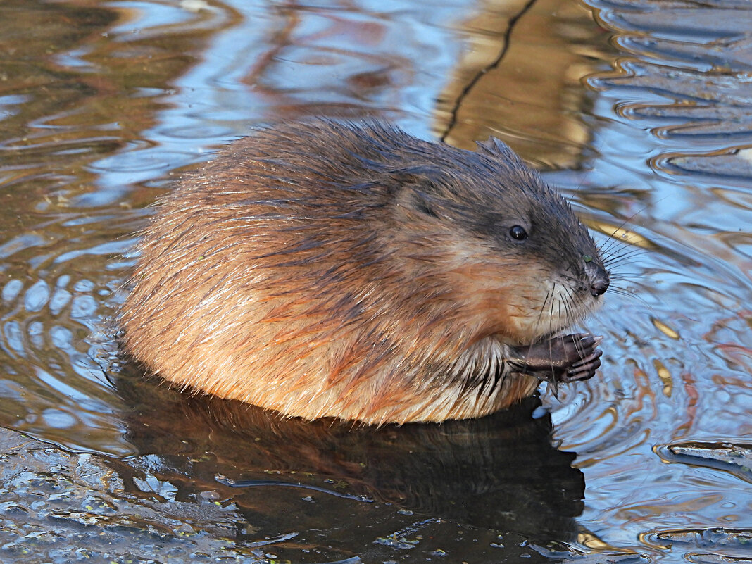Ондатра - Лина Ондатра - Лина
