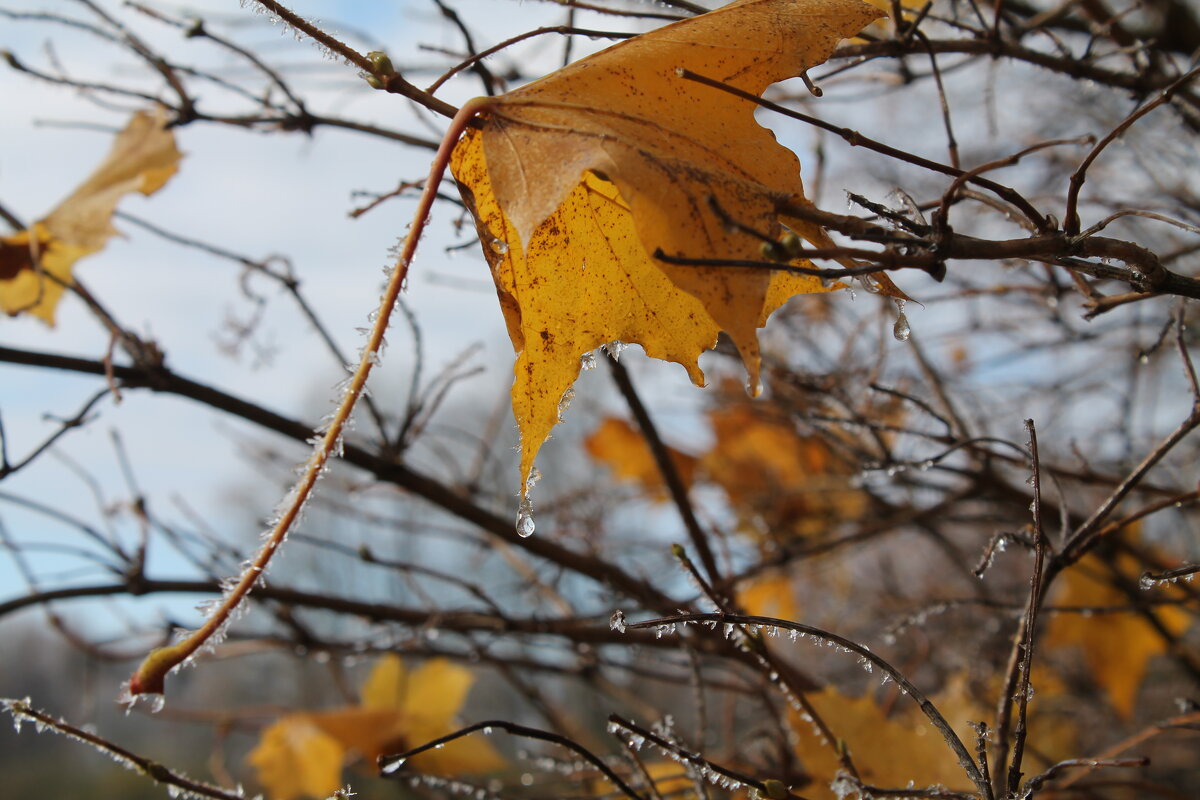 Кленовый лист - Олег Зоркий