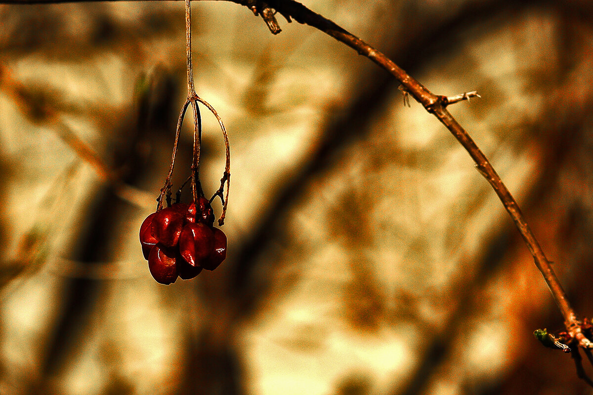 Калина - Юрий Гайворонскiий Калина - Юрий Гайворонскiий