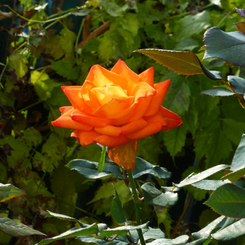 Розовая роза в лучах солнца - Валентин Семчишин Розовая роза в лучах солнца - Валентин Семчишин