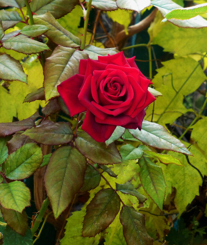 Бархатная  роза - Валентин Семчишин