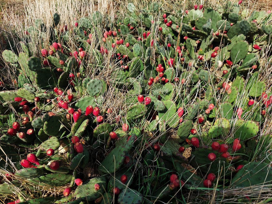 Крымская опунция. - ИРЭН@ . Крымская опунция. - ИРЭН@ .