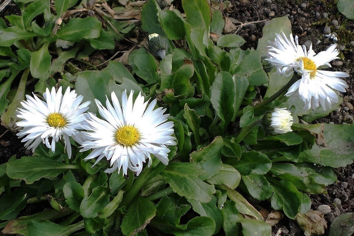 Маргаритки - Рита Симонова Маргаритки - Рита Симонова