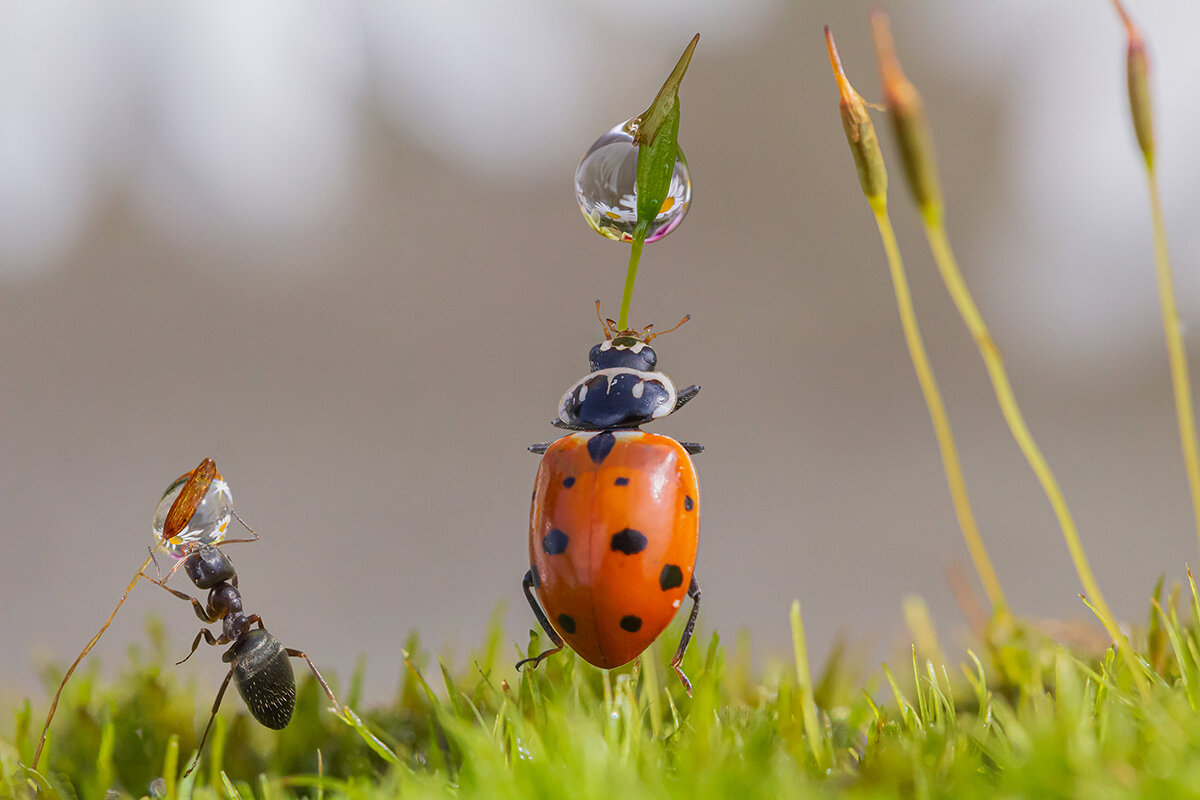Каждому своя капля - Ирина Коледова Каждому своя капля - Ирина Коледова