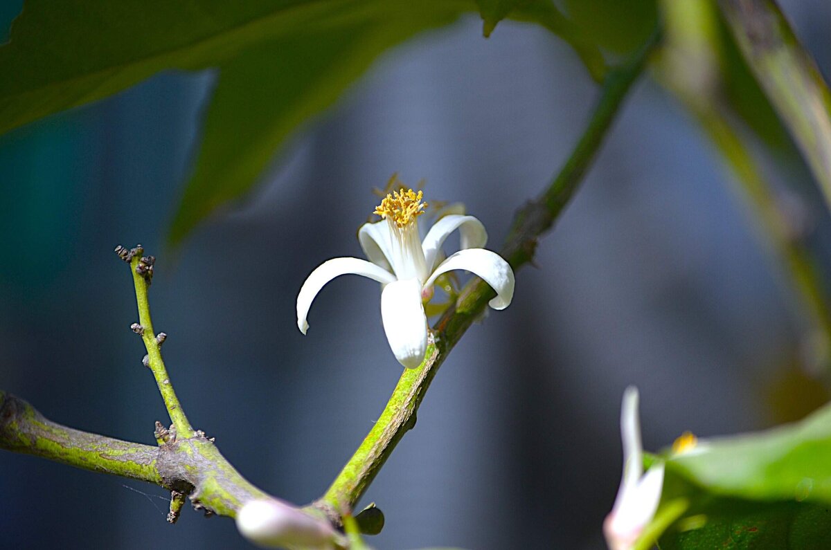 Цветок лимона - Татьяна Тюменка