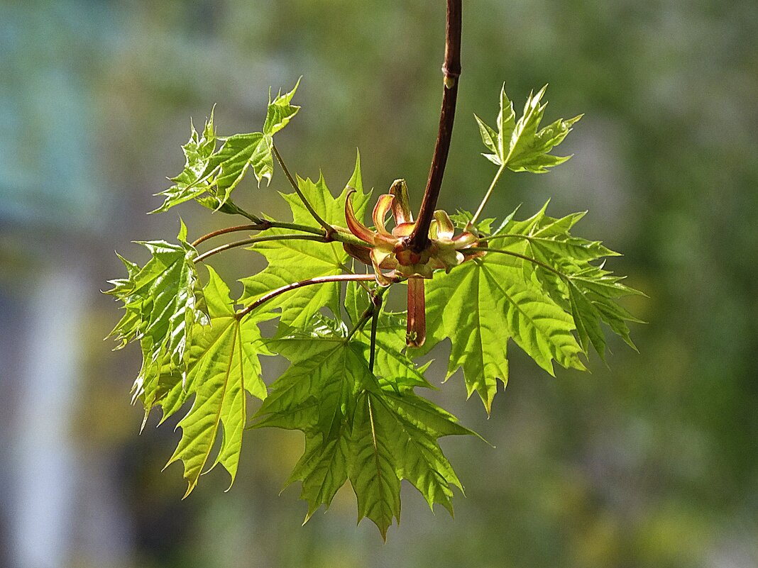 ** - Зоя Мишина