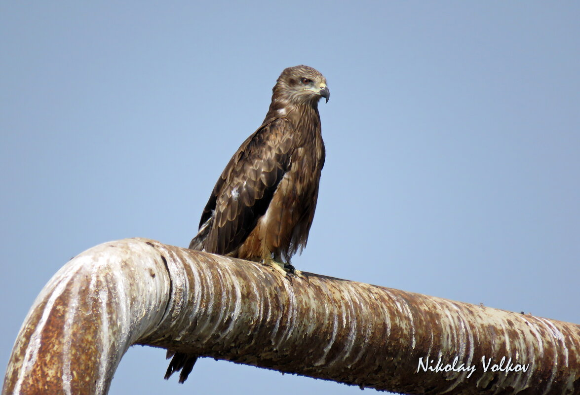 Чёрный коршун - Николай Волков