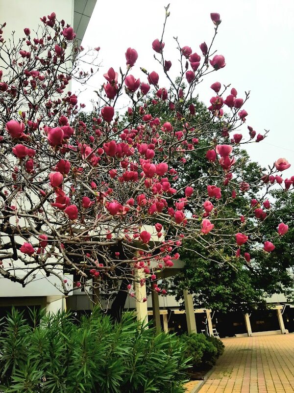 Магнолия Суланжа. Сочи - Tata Wolf Магнолия Суланжа. Сочи - Tata Wolf