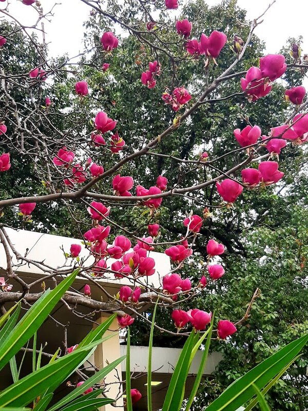 Магнолия Суланжа. Сочи - Tata Wolf Магнолия Суланжа. Сочи - Tata Wolf