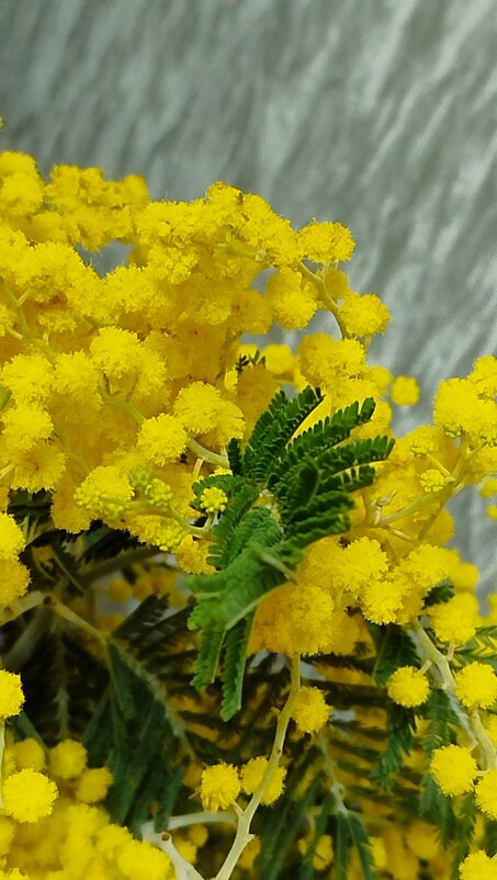 Мимоза)) - Татьяна Евдокимова