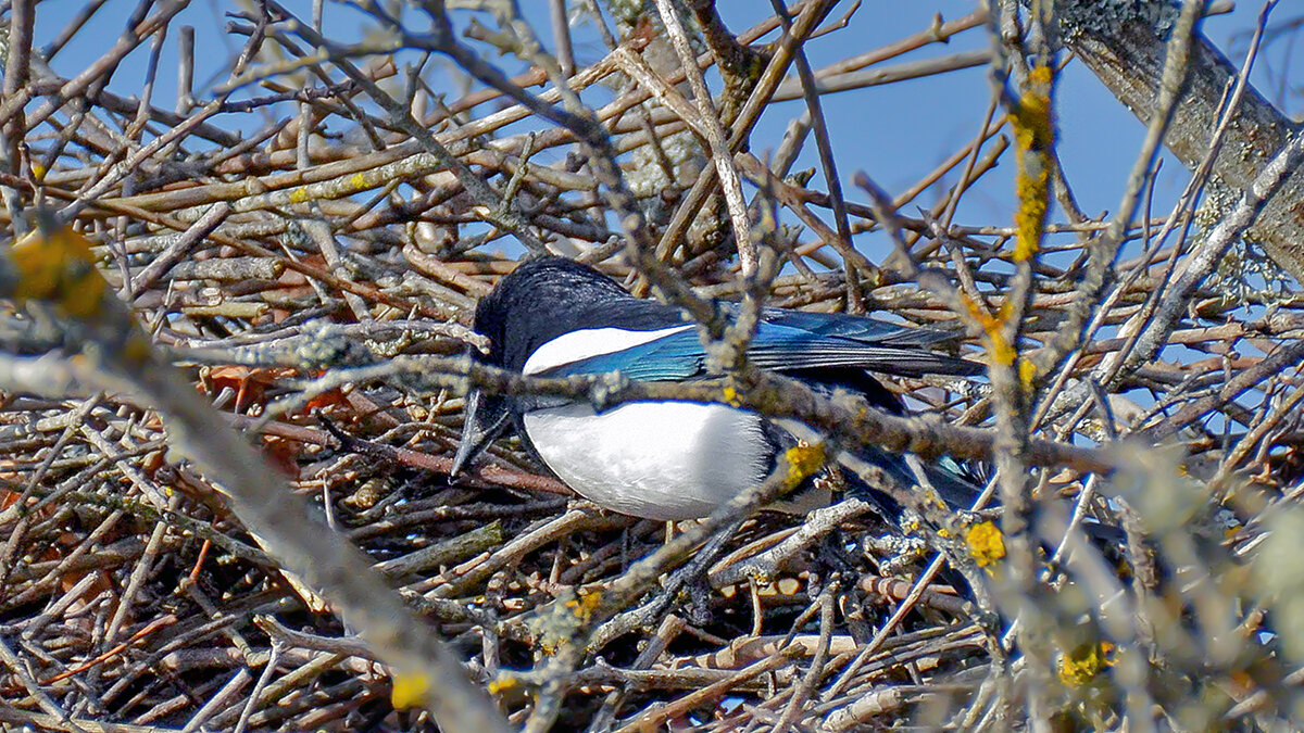 Начало гнездования - Alexandеr P