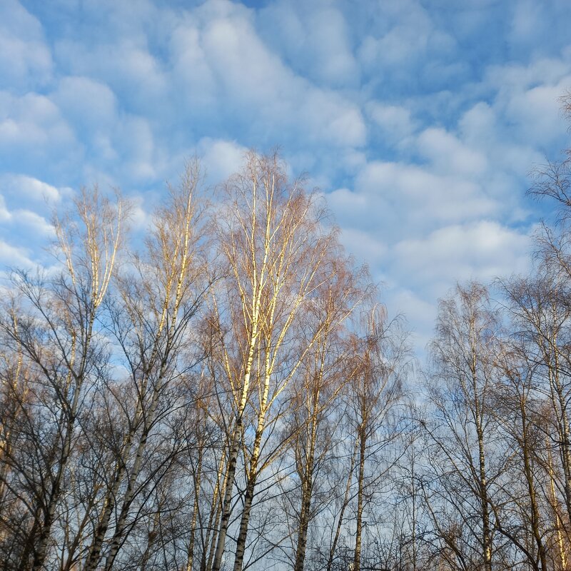 весна в небе - BoxerMak Mak