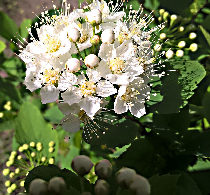 В месяце мае - Елена Семигина В месяце мае - Елена Семигина
