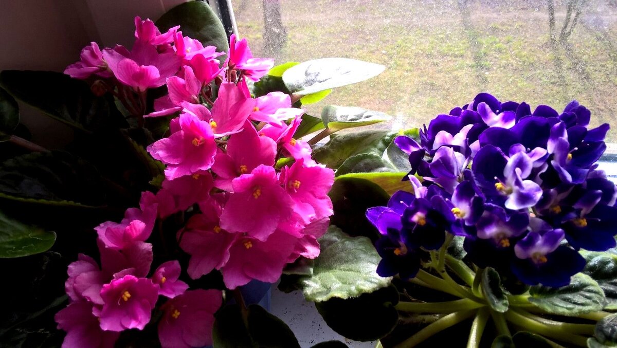 Фиалки - Елена Семигина