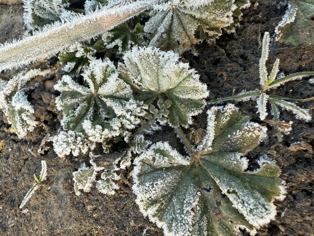 Иней - Валентина .