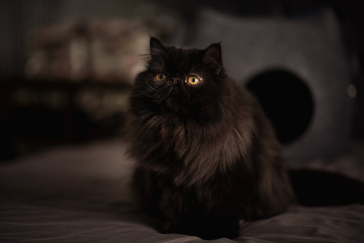 Мой кот - Лилия .