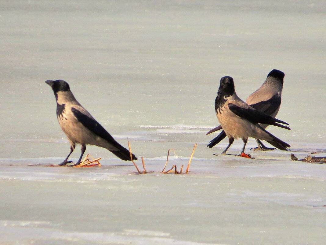 ВорОны на льду - Андрей Снегерёв