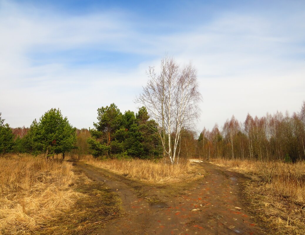Развилка лесных дорог - Андрей Снегерёв Развилка лесных дорог - Андрей Снегерёв
