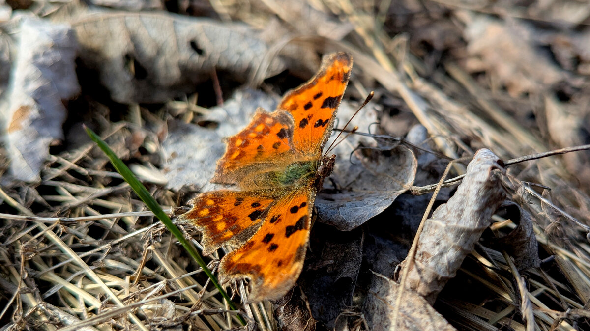 Углокрыльницы, снятые сегодня 3 - Александр Прокудин Углокрыльницы, снятые сегодня 3 - Александр Прокудин