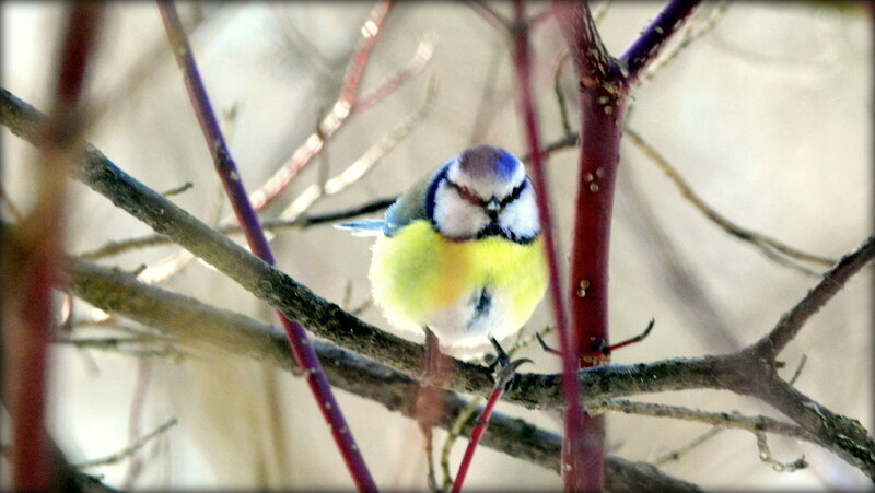 Маленькая синичка - лазоревка - Сергей 