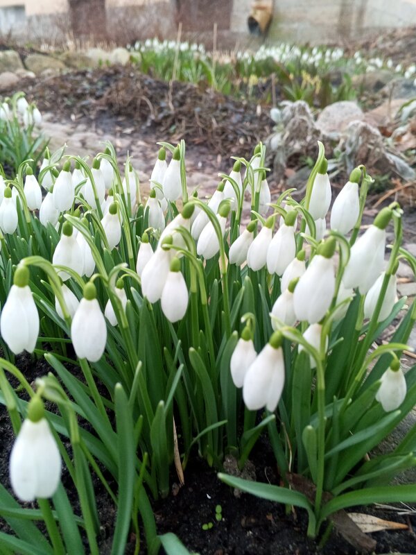 Подснежник - Сапсан 